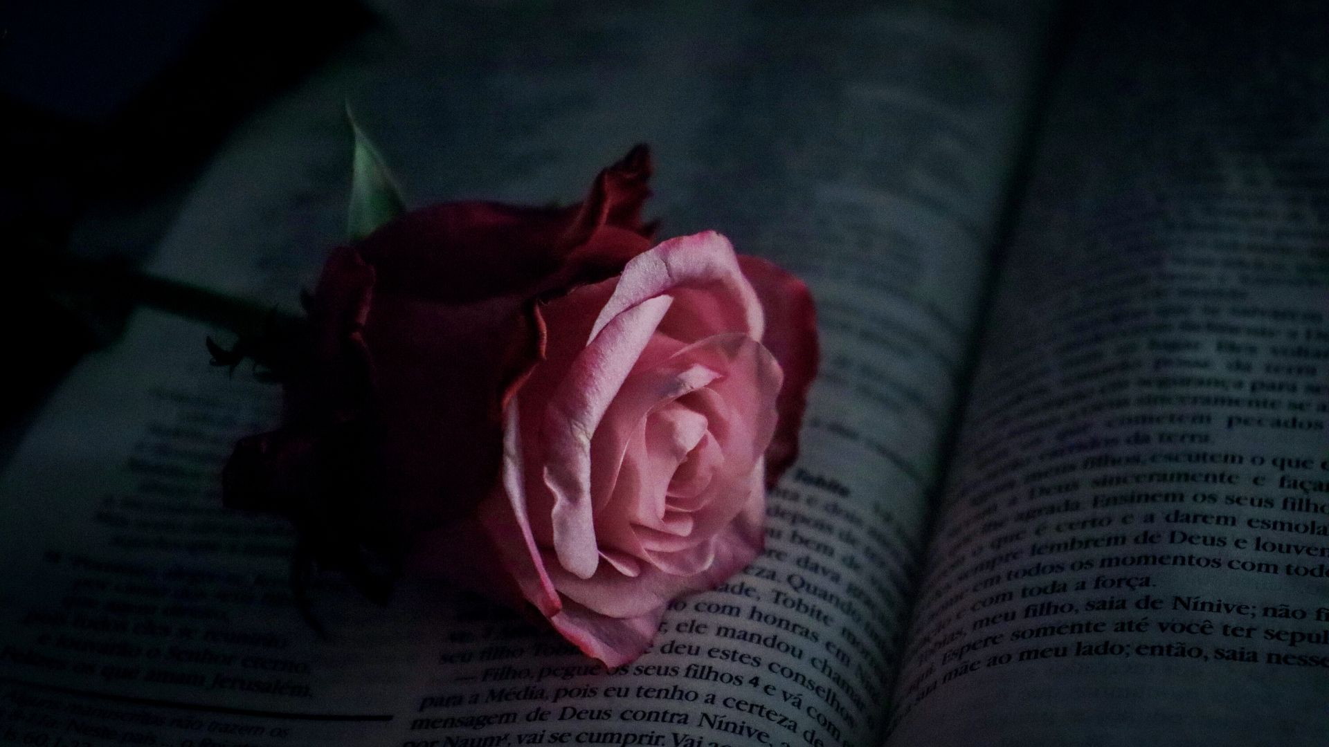 Konkurs poetycki symbolicznie. Na książeczce z wierszami leży kwiat róży.